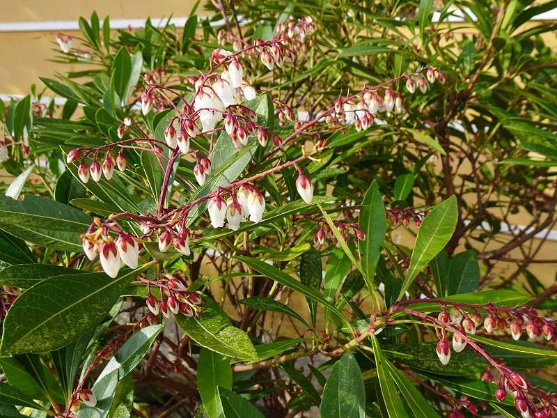 2月8日 今日の一花 リュウキュウアセビ 琉球馬酔木 Gazengamaのブログ 散歩中に出合った花と趣味の陶芸作品 楽天ブログ 2月8日 今日の一花 リュウキュウアセビ 琉球馬酔木 Gazengamaのブログ 散歩中に出合った花と趣味の陶芸作品 楽天ブログ