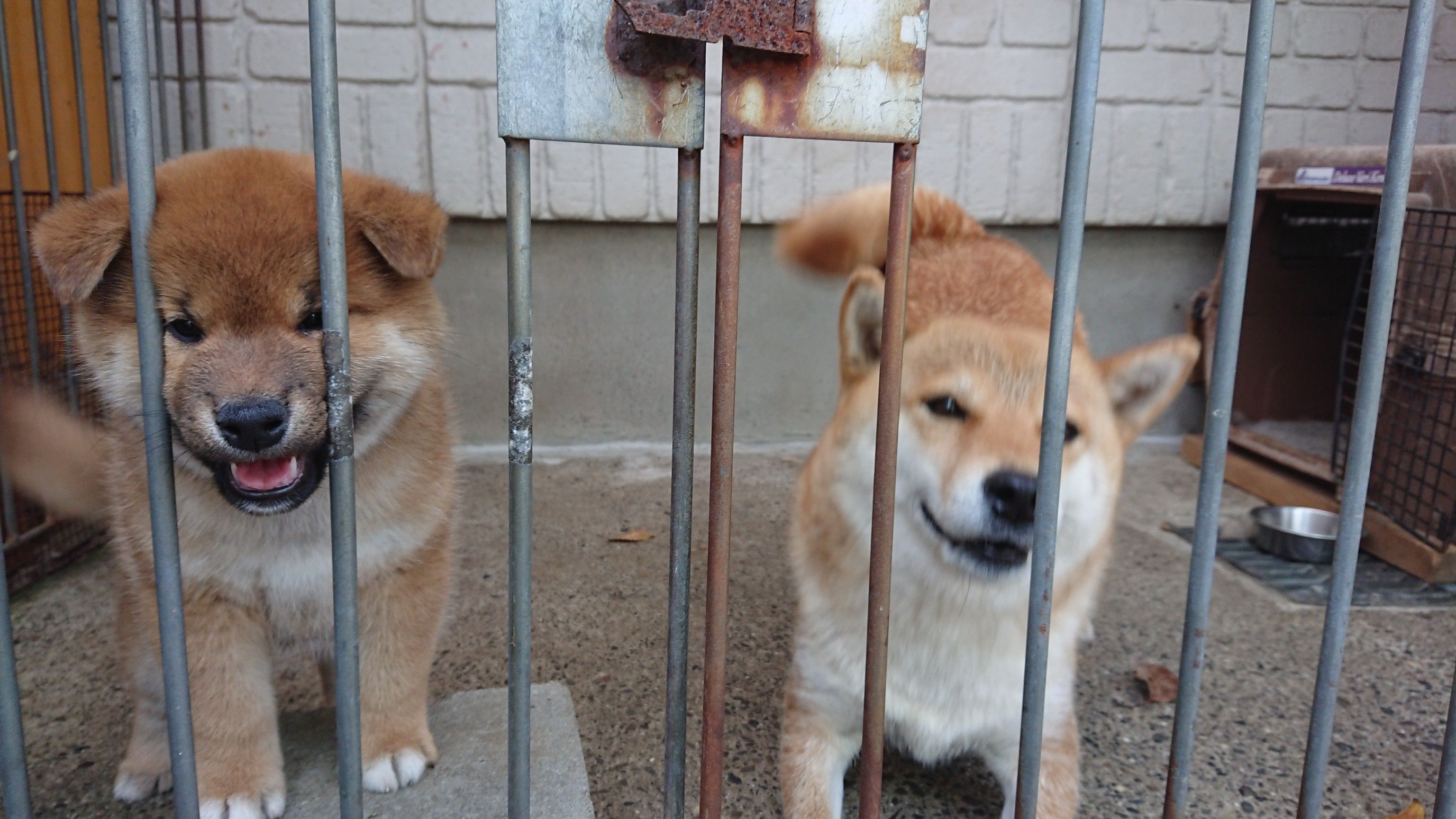 シャンプーとワクチン 柴犬 美濃乃里荘 楽天ブログ