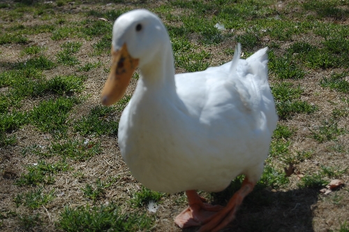 DSC_0173.JPG