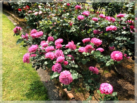 バラ・フラワーセンター大船植物園