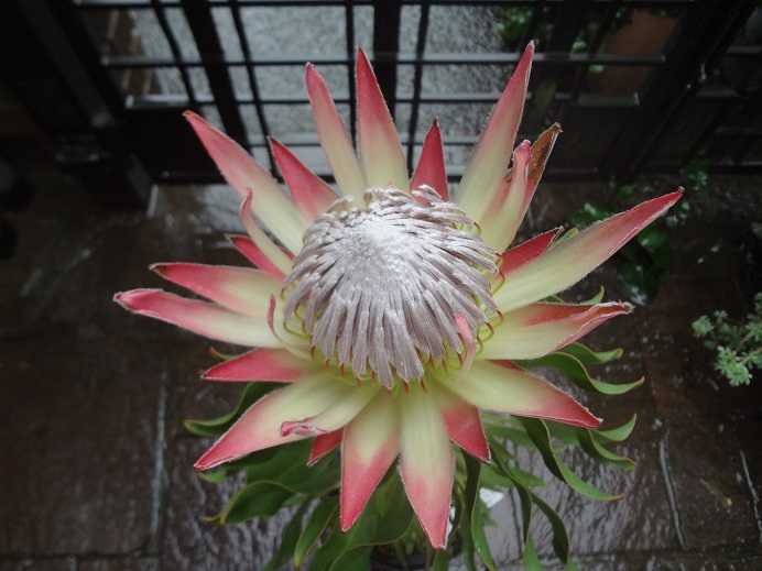 南半球プランツ まっ いっか流 お庭改造 大作戦 楽天ブログ