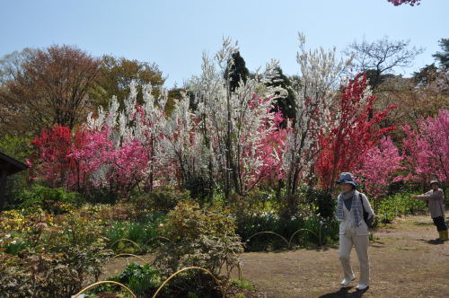 花観光