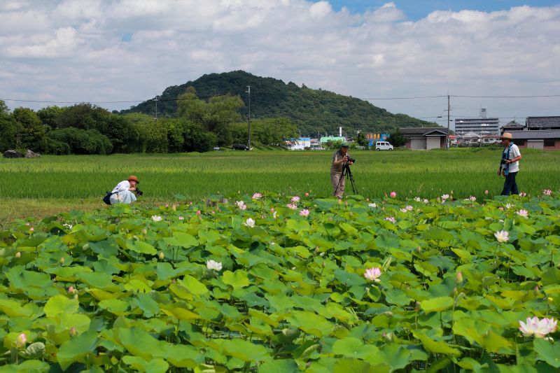 藤原京跡_004北・耳成山（みみなしやま）.jpg