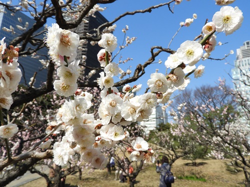 旧芝離宮恩賜庭園にて