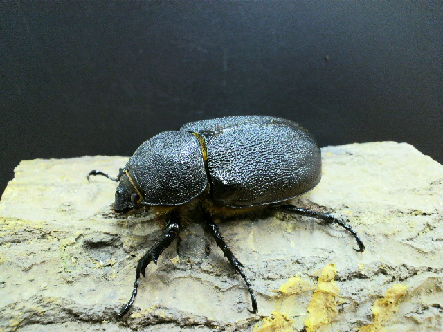 サタン♀62.5ｍｍ.jpg