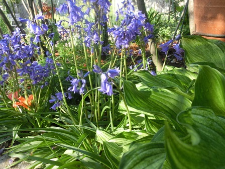 ツリガネスイセン