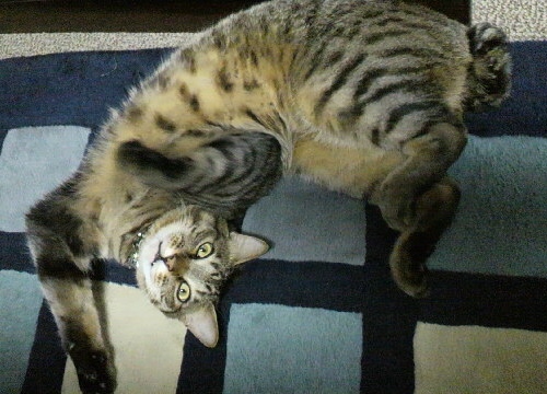 20140514まだ寝ないの？.jpg