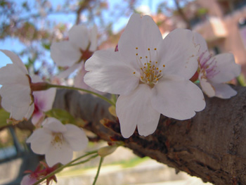 130415-4.jpg
