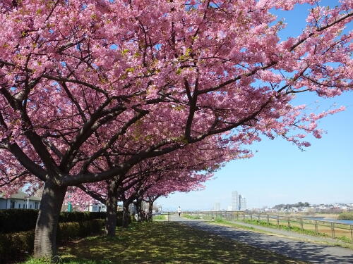 多摩川土手の河津桜