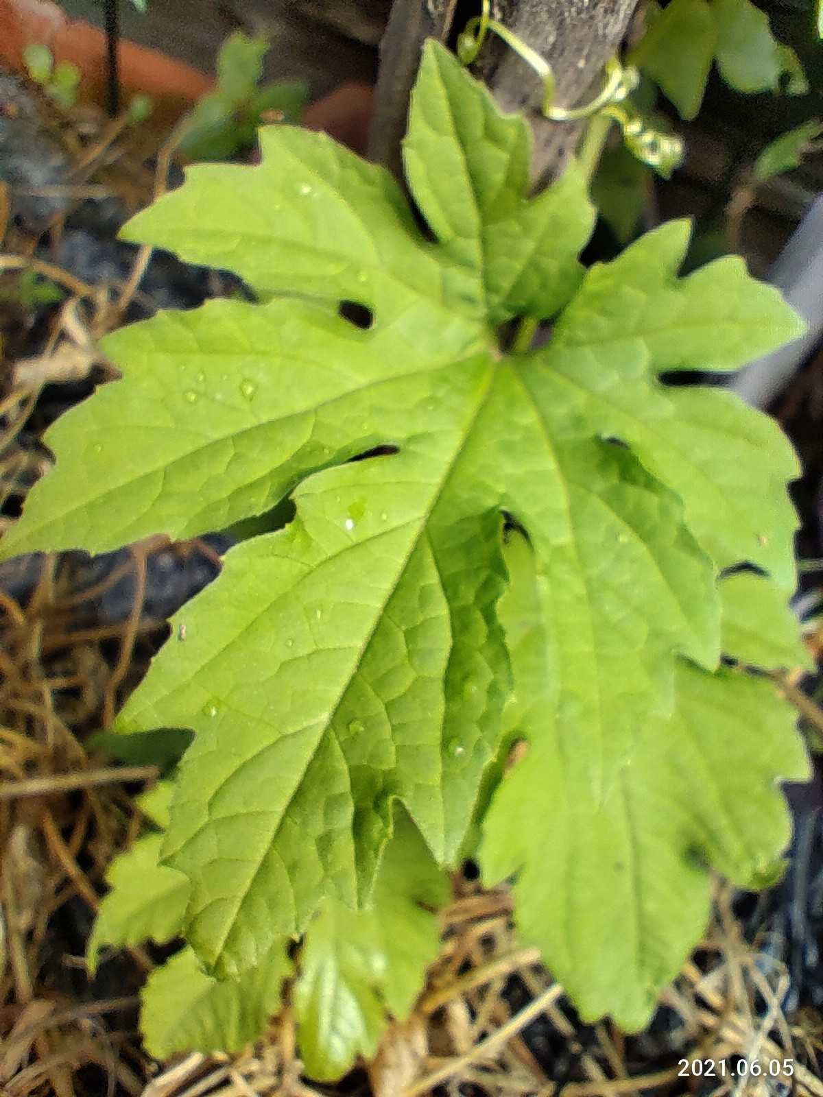 マクロの世界葉っぱ編 | 笑えるサバイバルガーデンにようこそ