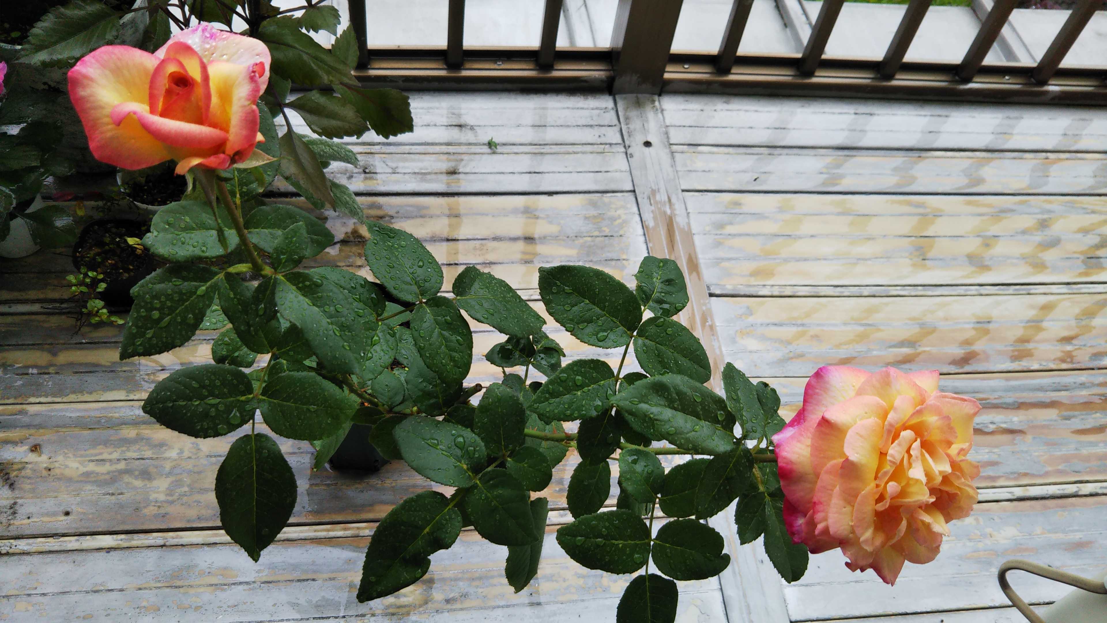 雨 Cさんバラ初めて２輪開花 ネメシアの挿し芽開花 シェードガーデンと猫 楽天ブログ