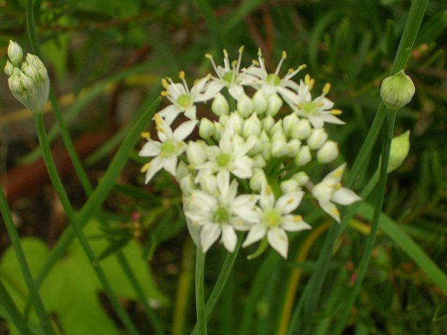ニラの花