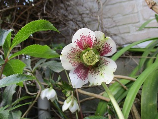 IMG_9248ss.jpg