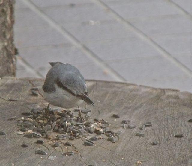 ゴジュウカラ