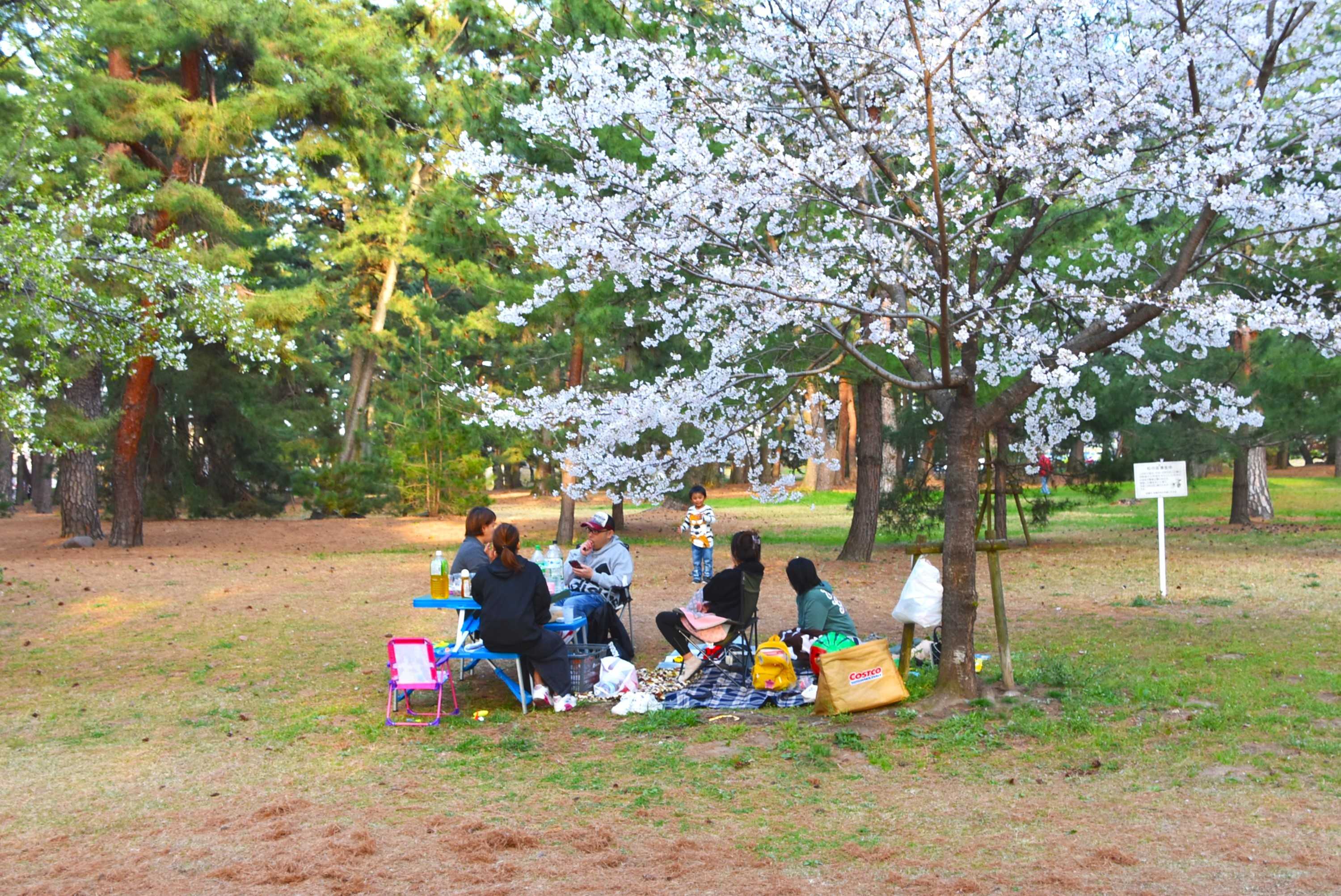 桜が満開の敷島公園で❝花めぐり❞ 2024年4月7日 | 山と花と 桜が満開の敷島公園で❝花めぐり❞ 2024年4月7日 | 山と花と