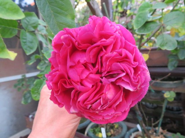 エレガントなブルジョアとプリンアラモードを額に飾って ばぁばの薔薇の花園 楽天ブログ