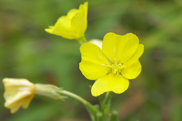 アレチマツヨイグサの花