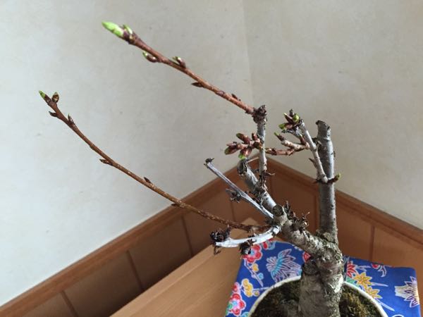 rblog-20160305235524-01.jpg
