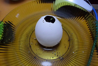 eggling