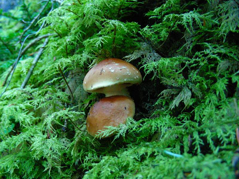 DSCN3354.jpg