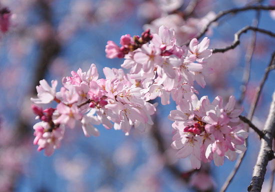 桜６