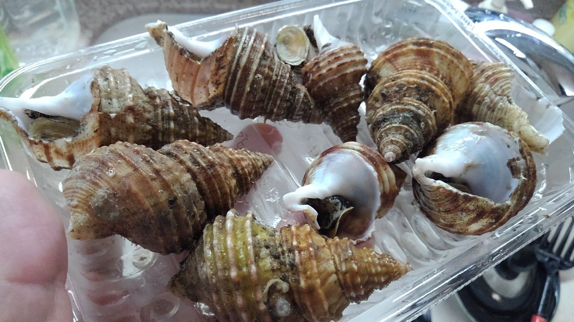 北海道 灯台つぶ貝 239円 カスミフードスクエア越谷レイクタウン店 埼玉県越谷市 越谷市増森 ましもり のやまたけちゃんのブログ 楽天ブログ