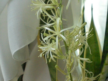 CIMG0725.JPG