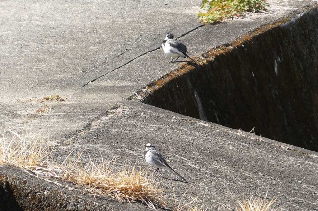 515