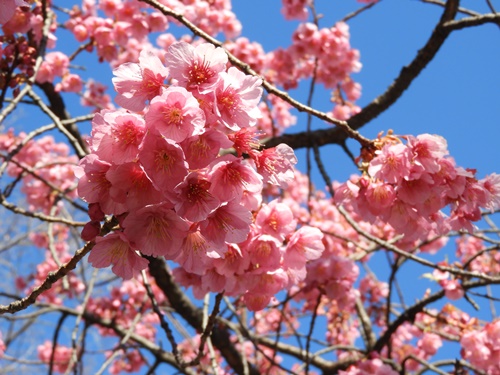 荏原神社の寒緋桜