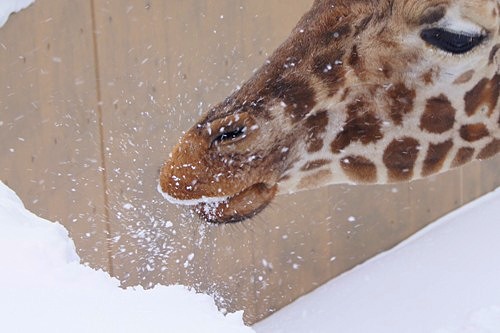 雪を食べるキリン