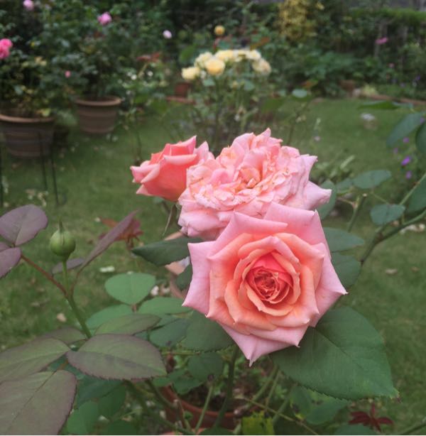 rblog-20160717154546-05.jpg