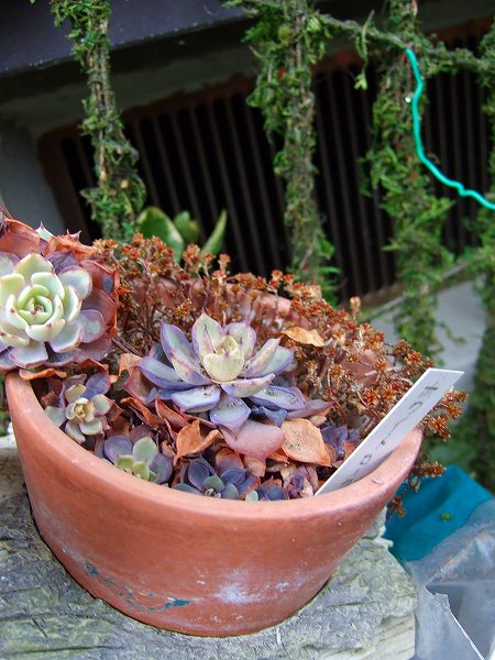 軒下の多肉植物のポット