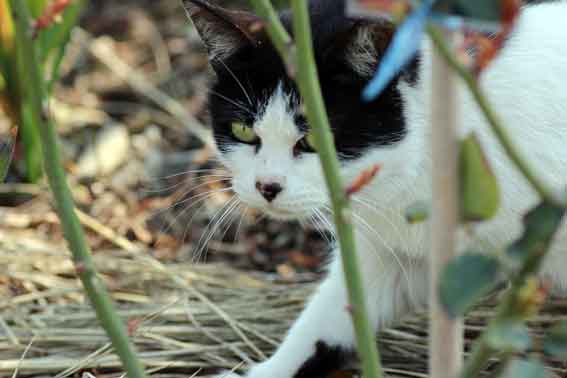 我が家のニャンコ♪2014/03/21-3