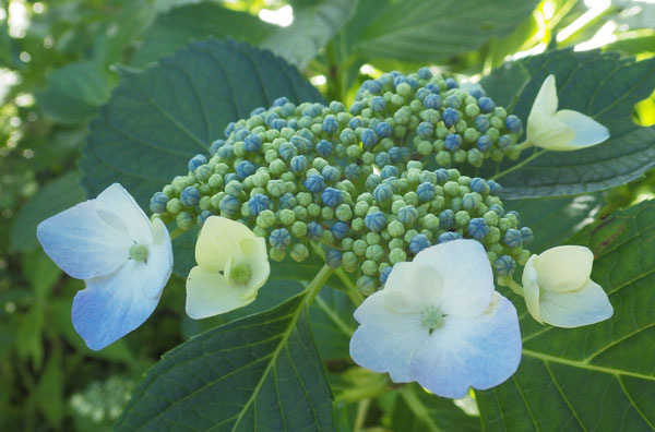 紫陽花3.jpg
