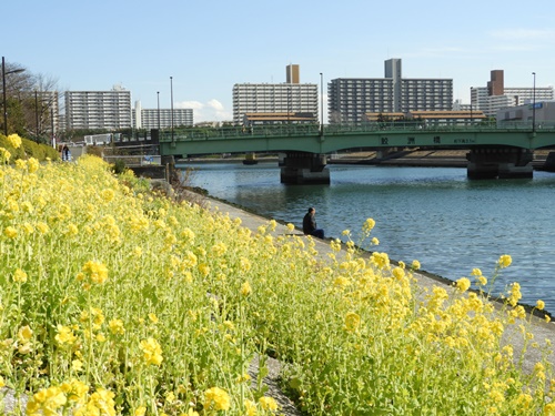 しながわ花海道にて