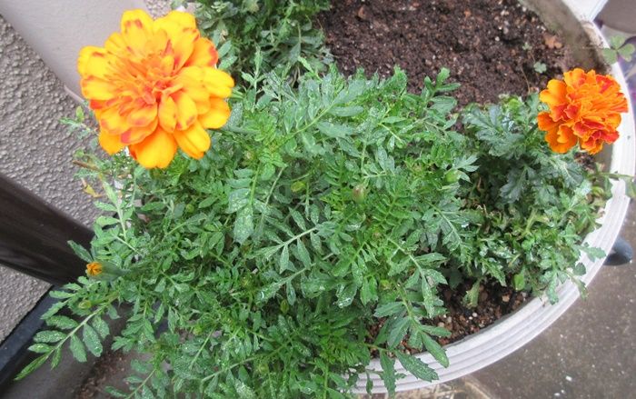 花壇をビタミンカラーにして元気に ルドベキアとマリーゴールド 狭い庭を花いっぱいにする育て方 楽天ブログ