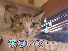来ないで.JPG