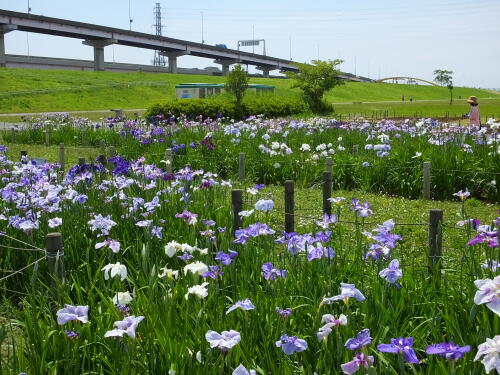 堀切水辺公園にて