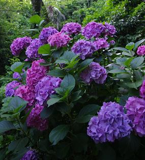 kamakura-ajisai2.JPG