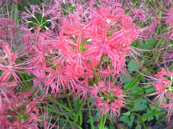曼珠沙華8.jpg