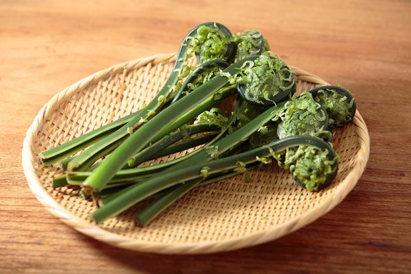 春の山菜 こごみの下処理とレシピ キラキラしてないオカン 楽天ブログ