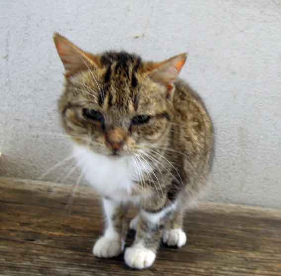 我が家のニャンコ♪2013/1/15-2