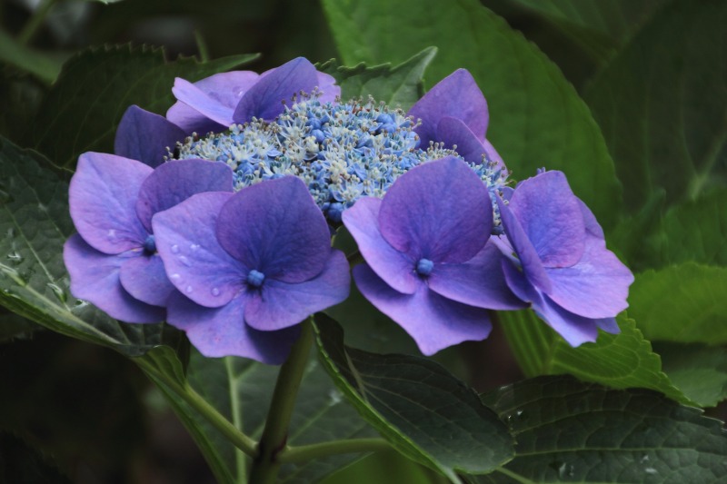 中千本公園の紫陽花_04.jpg