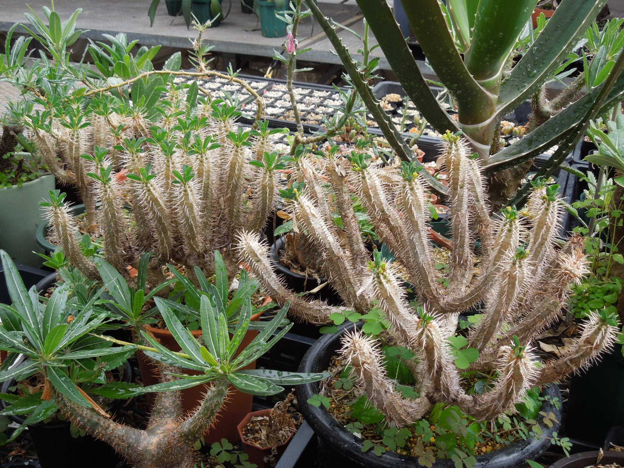 ユーフォルビア ギラウミニアナ Euphorbia guillauminiana 2022
