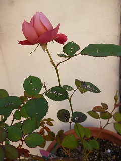 P1270363ss.jpg