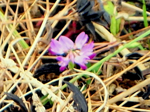 レンゲに似た花-2