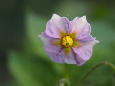 朝の野菜、花 (4)