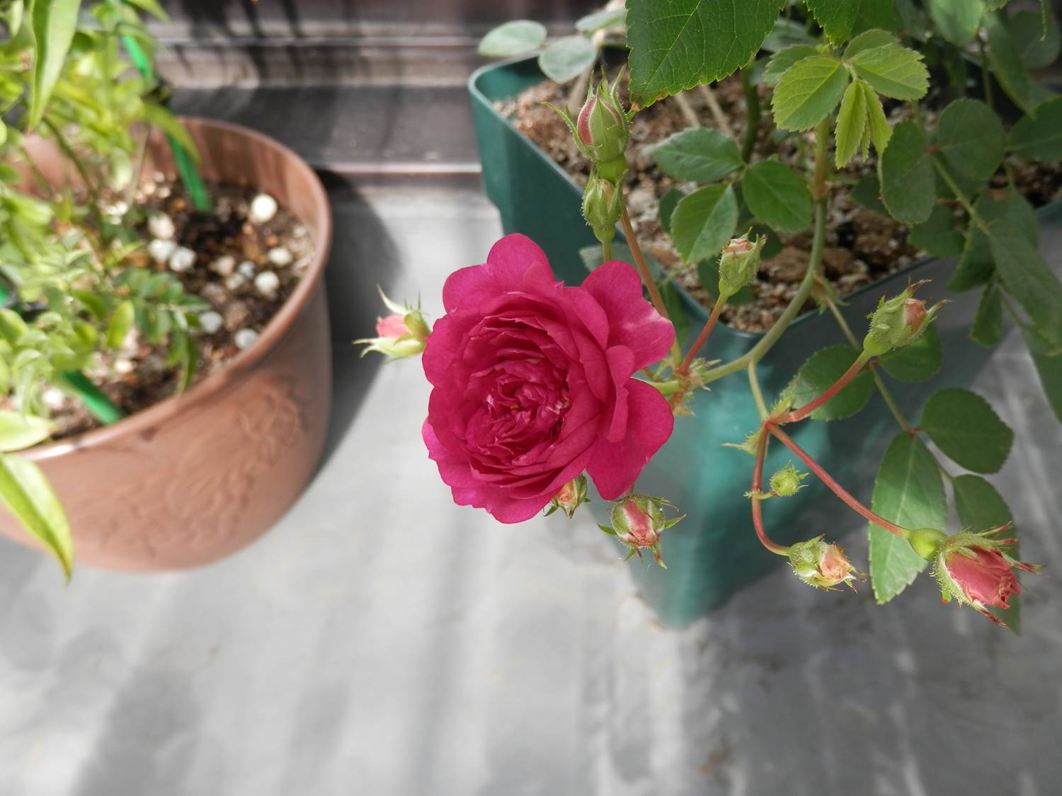 ᵔᴥᵔ)スイートチャリオット♡ ♡良い香りのバラ♡可愛いお庭♡