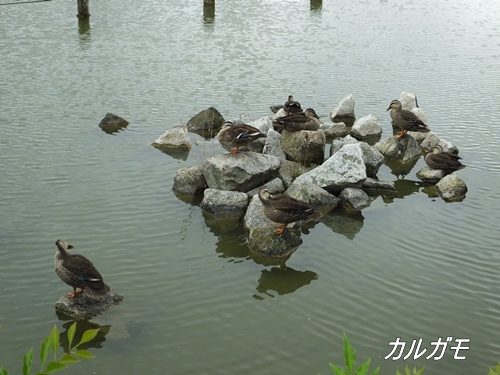 小池公園にて