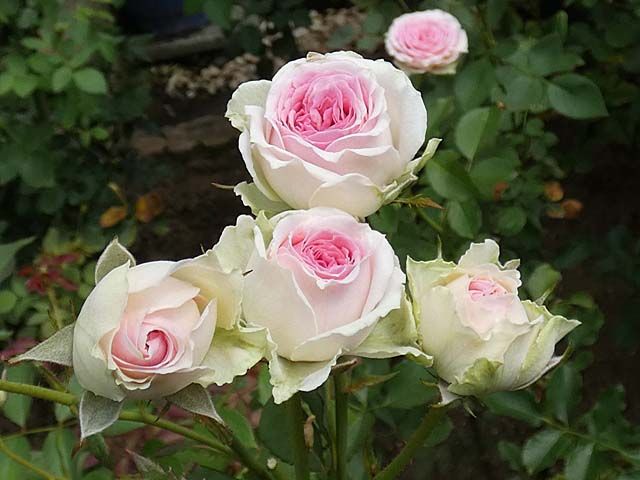 白系から赤系 ピンク系へ つるミミエデン ラローズドゥモリナール みやこなど 交配種の咲き始め バラの美と香りを求めて 楽天ブログ